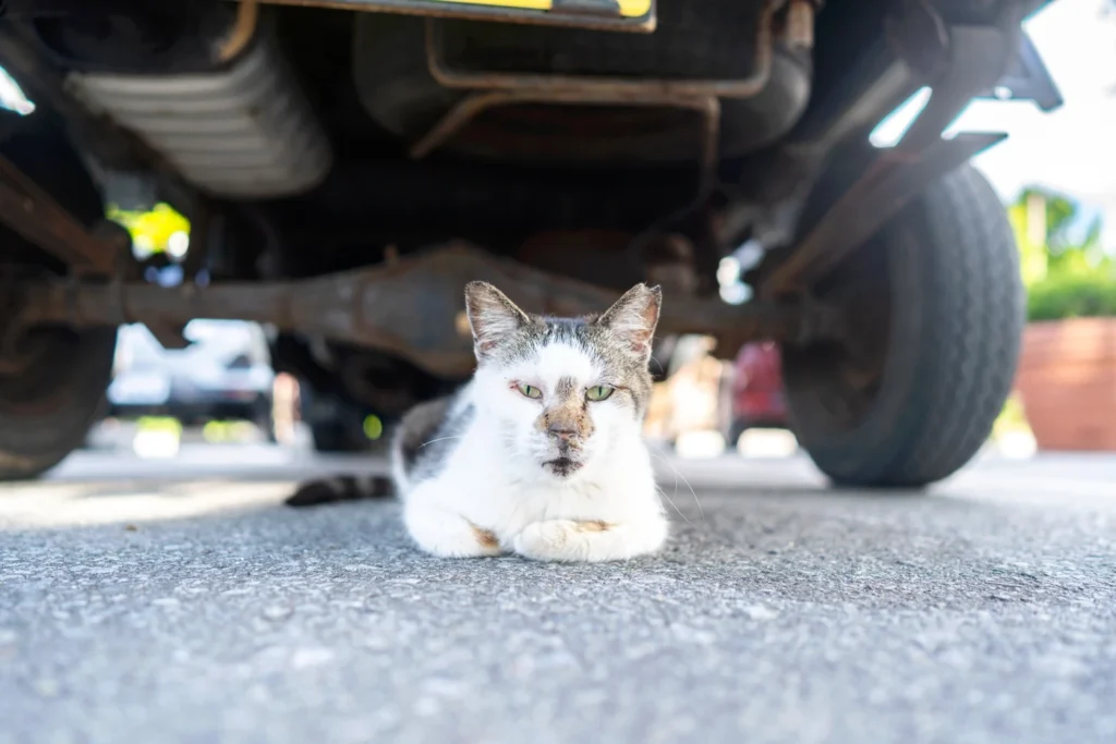 2025년 6월 24일 오키나와 날씨 차 밑의 고양이