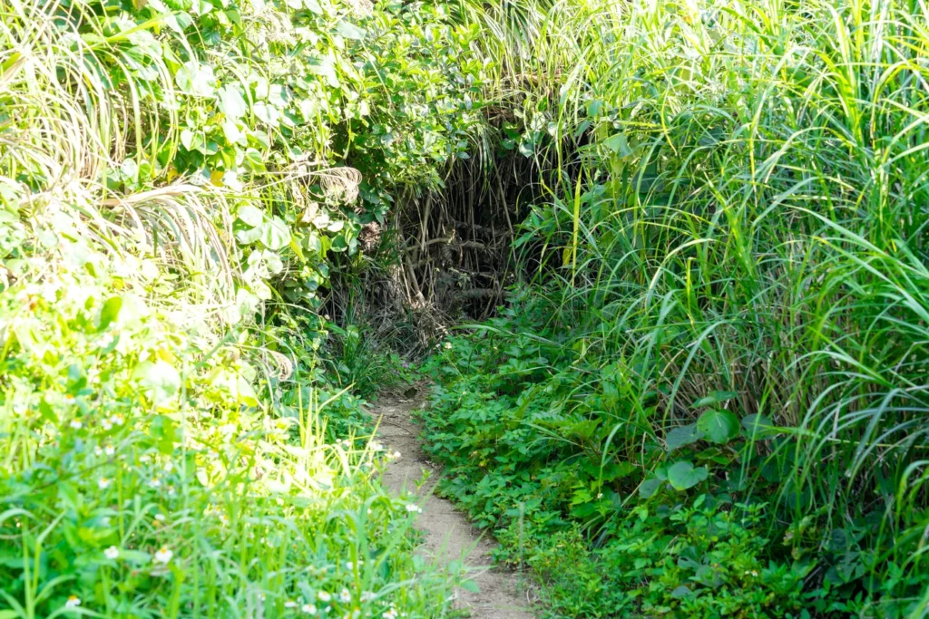 To enter Aragot, you need to pass through the thicket.