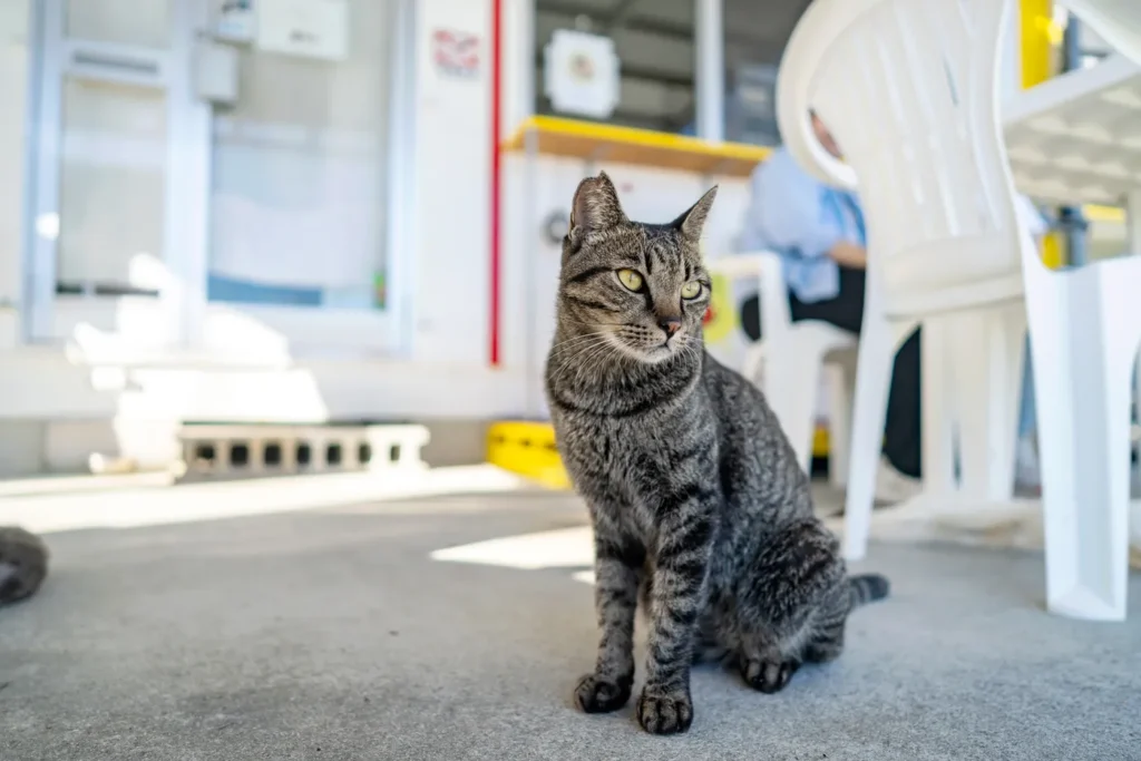 The Cats of Ojimasem
