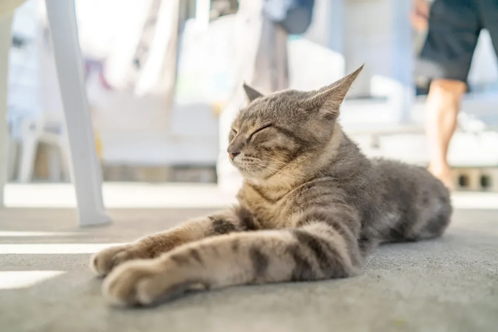 The Sleeping Cat of Ojimas Island