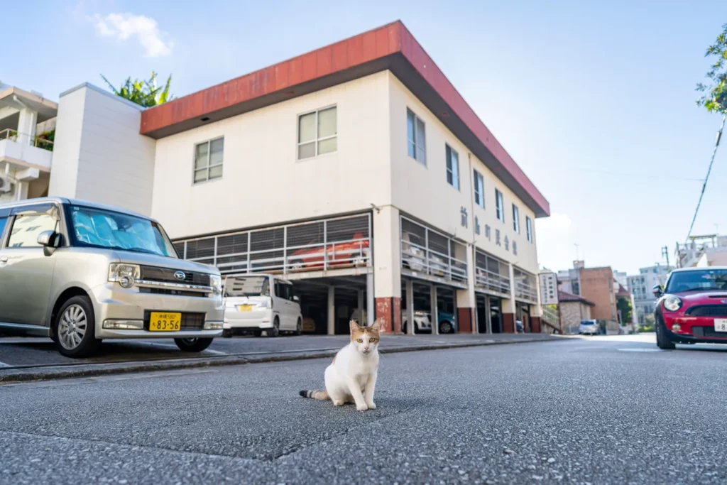 宫古桥的猫