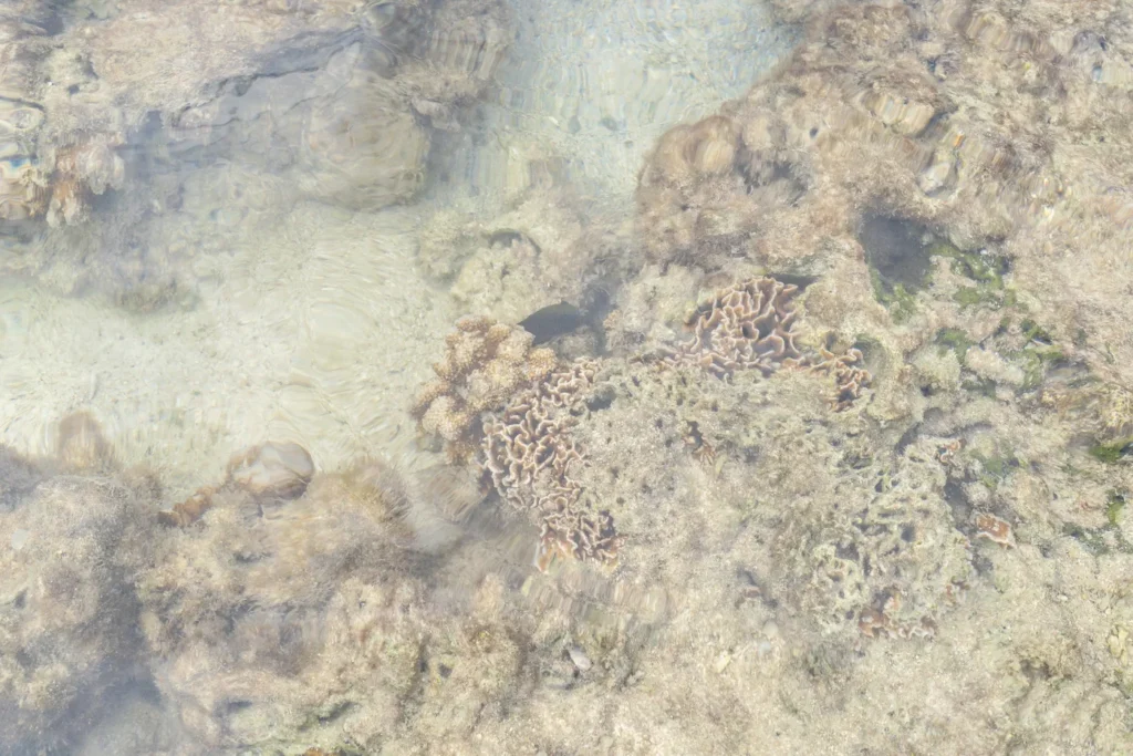 比谢崎的珊瑚礁