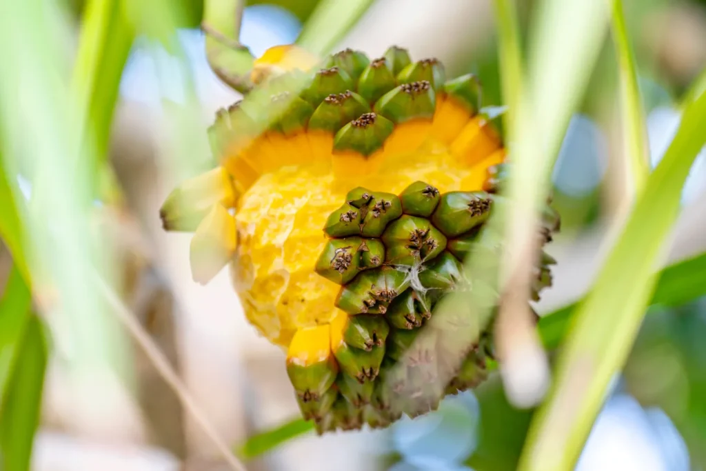 The Falling Fruits of Itoman Beach